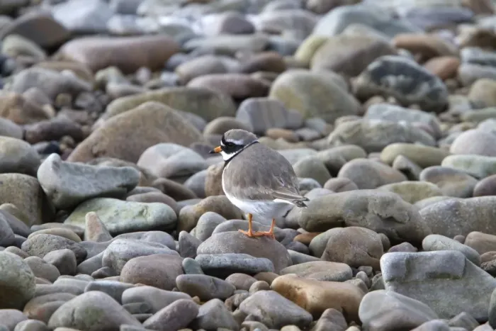 Framed Print : Common Ringed Plover on pebbles