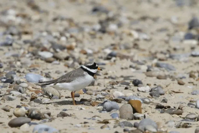 Framed Print : Common Ringed Plover - Suffolk Coast May Framed Print : Common Ringed Plover - Suffolk Coast May