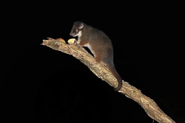 Common Ringtail Possum (Pseudocheirus peregrinus) adult, feeding on fruit at night, Wilsons Promontory N. P