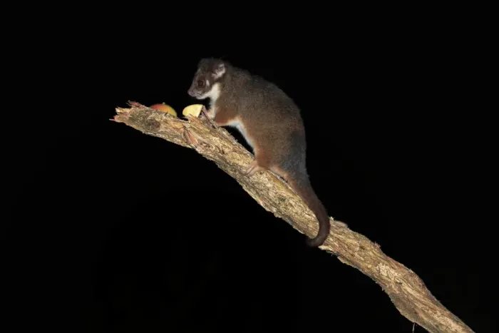 Framed Print : Common Ringtail Possum (Pseudocheirus peregrinus) adult, feeding on fruit at night, Wilsons Promontory N. P Framed Print : Common Ringtail Possum (Pseudocheirus peregrinus) adult, feeding on fruit at night, Wilsons Promontory N. P