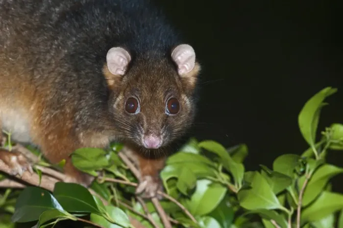 Framed Print : Common Ringtail Possum (Pseudocheirus peregrinus) adult, close-up of head, climbing on branch at night, Queensland, Australia Framed Print : Common Ringtail Possum (Pseudocheirus peregrinus) adult, close-up of head, climbing on branch at night, Queensland, Australia