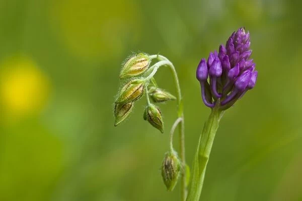 Common Rockrose (Helianthemum nummularium) and Pyramidal Orchid (Anacamptis pyramidalis) flowerbuds