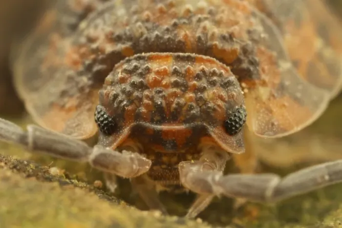 Framed Print : Common Rough Woodlouse (Oniscus asellus) adult, close-up of head, Leicestershire, England, November Framed Print : Common Rough Woodlouse (Oniscus asellus) adult, close-up of head, Leicestershire, England, November