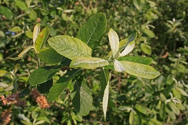 Common Sallow (Salix cinerea) close-up of leaves, growing in fen, Middle Fen, Thelnetham Fen, Thelnetham