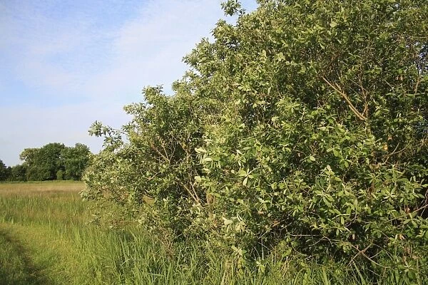 Common Sallow (Salix cinerea) habit, growing in fen habitat, Middle Fen, Thelnetham Fen, Thelnetham