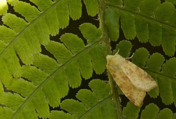 Common Sallow (Xanthia icteritia) adult, resting on fern frond, Sheffield, South Yorkshire, England, September