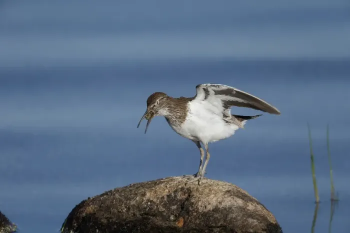 Framed Print : Common Sandpiper (Actitis hypoleucos) adult, breeding plumage, regurgitating pellet, standing on rock in water Framed Print : Common Sandpiper (Actitis hypoleucos) adult, breeding plumage, regurgitating pellet, standing on rock in water