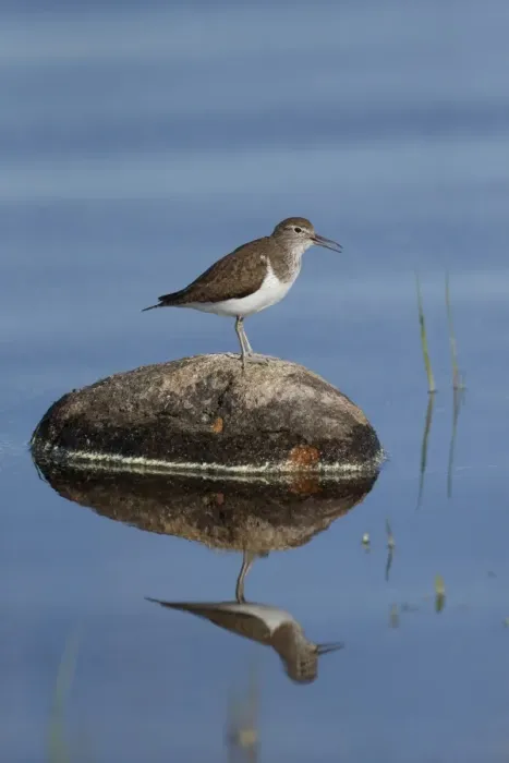 Framed Print : Common Sandpiper (Actitis hypoleucos) adult, breeding plumage, calling, standing on rock in water, Highlands, Scotland Framed Print : Common Sandpiper (Actitis hypoleucos) adult, breeding plumage, calling, standing on rock in water, Highlands, Scotland