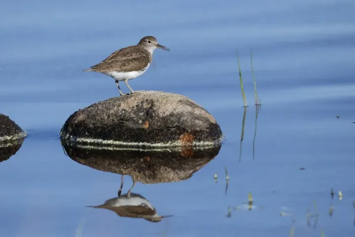 Framed Print : Common Sandpiper (Actitis hypoleucos) adult, breeding plumage, standing on rock in water, Highlands, Scotland, May Framed Print : Common Sandpiper (Actitis hypoleucos) adult, breeding plumage, standing on rock in water, Highlands, Scotland, May