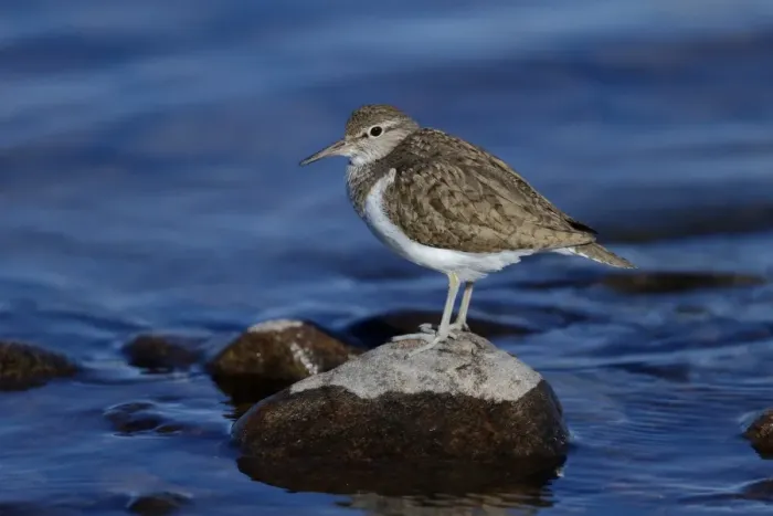 Framed Print : Common Sandpiper (Actitis hypoleucos) adult, breeding plumage, standing on rock in water, Highlands, Scotland, May