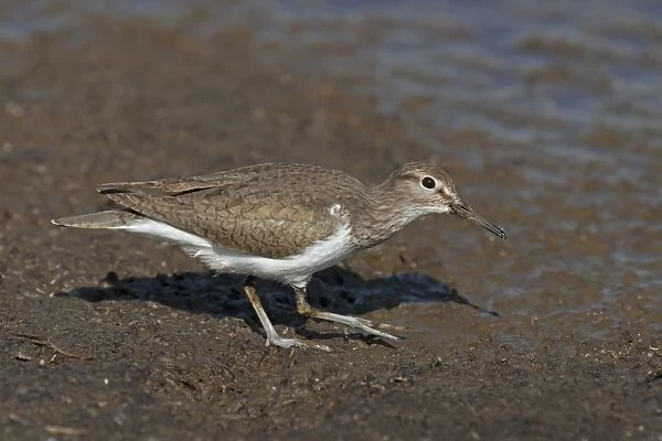 Common Sandpiper (Actitis hypoleucos) adult, breeding plumage, foraging on mud, Spain, May