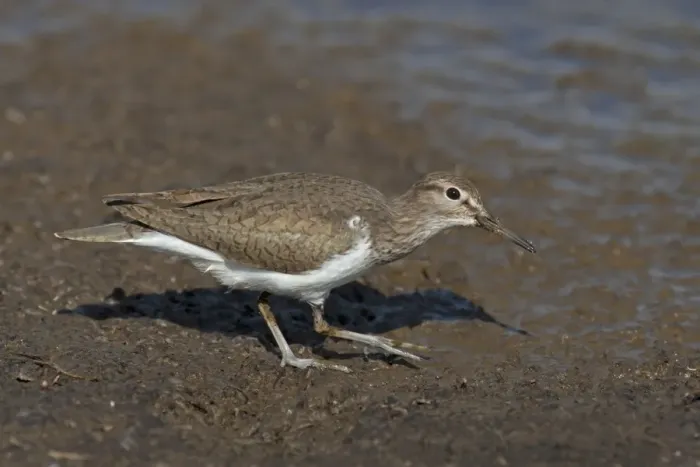 Framed Print : Common Sandpiper (Actitis hypoleucos) adult, breeding plumage, foraging on mud, Spain, May Framed Print : Common Sandpiper (Actitis hypoleucos) adult, breeding plumage, foraging on mud, Spain, May