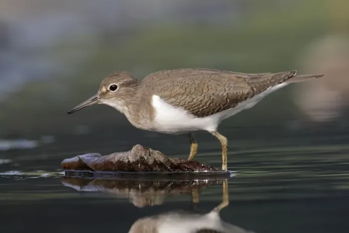 Framed Print : Common Sandpiper (Actitis hypoleucos) adult, walking in shallow water, Hong Kong, China, October Framed Print : Common Sandpiper (Actitis hypoleucos) adult, walking in shallow water, Hong Kong, China, October