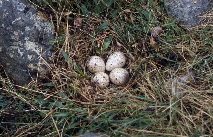Framed Print : Common Sandpiper (Actitis hypoleucos) four eggs in nest