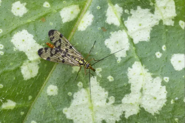Framed Print : Common Scorpionfly (Panorpa communis) adult female, resting on leaf, Essex, England