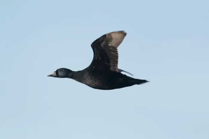 Framed Print : Common Scoter (Melanitta nigra) adult male, in flight, Iceland, June Framed Print : Common Scoter (Melanitta nigra) adult male, in flight, Iceland, June
