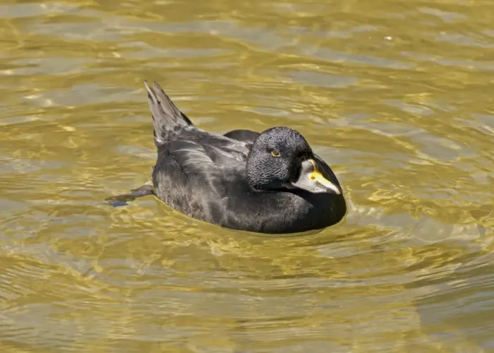 Framed Print : Common Scoter (Melanitta nigra) adult male, swimming (captive) Framed Print : Common Scoter (Melanitta nigra) adult male, swimming (captive)
