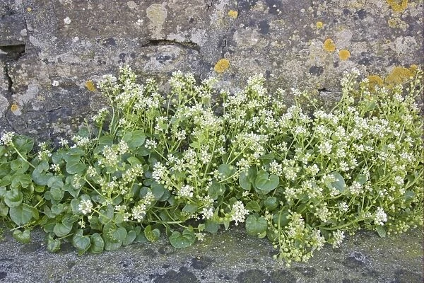 Common Scurvy-grass (Cochlearia officinalis) flowering, growing at base of wall on clifftop, Orkney, Scotland, june