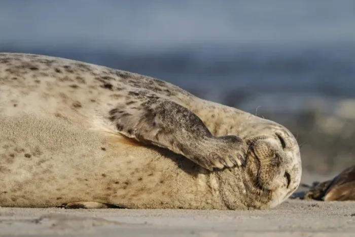 Framed Print : Common Seal (Phoca vitulina) adult, resting on beach, Heligoland, Schleswig-Holstein, Germany, may Framed Print : Common Seal (Phoca vitulina) adult, resting on beach, Heligoland, Schleswig-Holstein, Germany, may