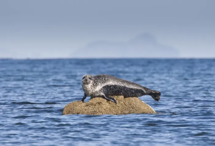 Framed Print : Common Seal (Phoca vitulina) adult, basking on rock, Firth of Clyde, Ballantrae, Ayrshire, Scotland, October Framed Print : Common Seal (Phoca vitulina) adult, basking on rock, Firth of Clyde, Ballantrae, Ayrshire, Scotland, October