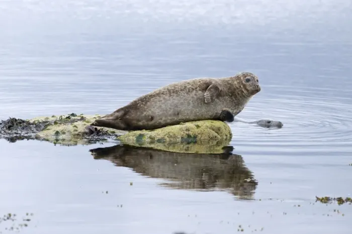 Framed Print : Common Seal (Phoca vitulina) two adults, resting on rock and swimming, Lerwick, Shetland Islands, Scotland, june Framed Print : Common Seal (Phoca vitulina) two adults, resting on rock and swimming, Lerwick, Shetland Islands, Scotland, june