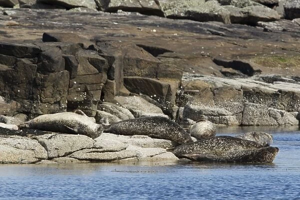 Common Seal (Phoca vitulina) adults, group hauled out on rocks at high tide, Shetland Islands, Scotland, May