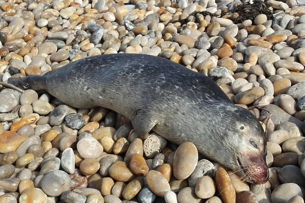 Common Seal (Phoca vitulina) dead adult, washed up on pebble beach, Chesil Beach, Dorset, England, August