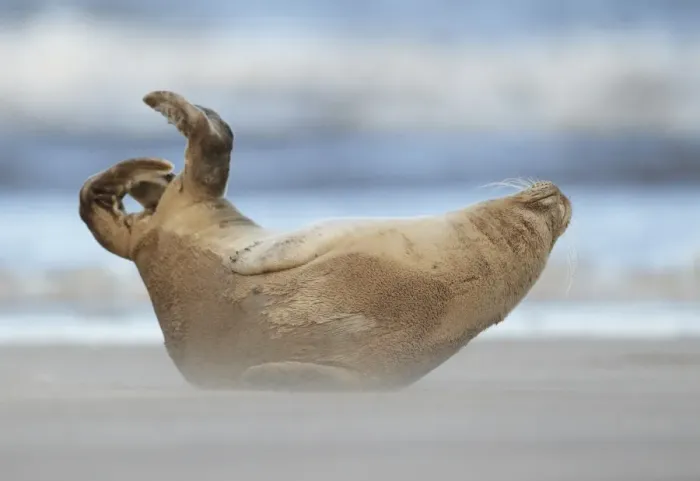 Framed Print : Common Seal (Phoca vitulina) pup, stretching on sandbank, Lincolnshire, England, September Framed Print : Common Seal (Phoca vitulina) pup, stretching on sandbank, Lincolnshire, England, September