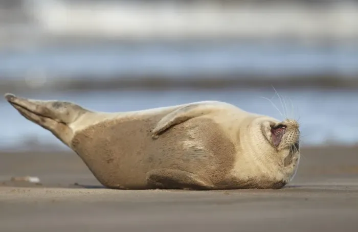 Framed Print : Common Seal (Phoca vitulina) pup, yawning, resting on sandbank, Lincolnshire, England, September