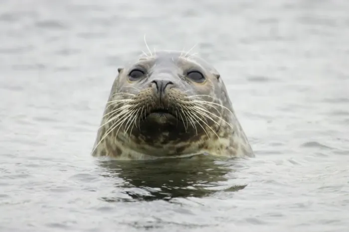 Framed Print : Common Seal (Phoca vitulina vitulina) adult, close-up of head, at surface of sea, Yell, Shetland Islands, Scotland