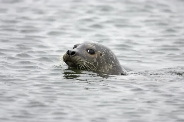Framed Print : Common Seal (Phoca vitulina vitulina) adult, swimming at sea, Yell, Shetland Islands, Scotland Framed Print : Common Seal (Phoca vitulina vitulina) adult, swimming at sea, Yell, Shetland Islands, Scotland