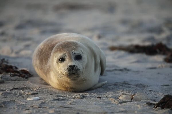 Common Seal (Phoca vitulina) young, resting on beach at sunset, Heligoland, Schleswig-Holstein, Germany, may