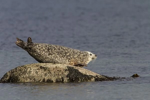 Common Seal resting on rock as the tide goes out - Jura Scotland