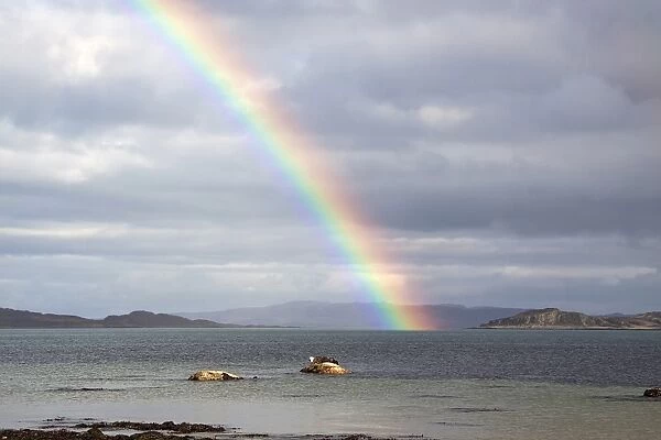 Common Seal resting on rock as the tide goes out with rainbow over the Sound of Jura- Scotland
