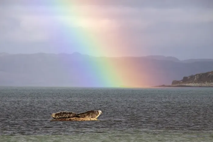 Framed Print : Common Seal resting on rock as the tide goes out with rainbow over the Sound of Jura- Scotland Framed Print : Common Seal resting on rock as the tide goes out with rainbow over the Sound of Jura- Scotland