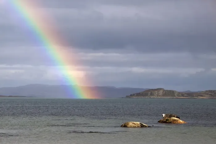 Framed Print : Common Seal resting on rock as the tide goes out with rainbow over the Sound of Jura- Scotland Framed Print : Common Seal resting on rock as the tide goes out with rainbow over the Sound of Jura- Scotland