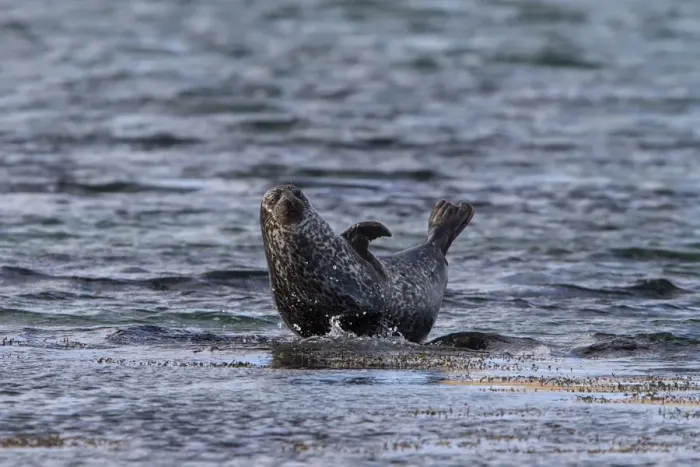 Framed Print : Common Seal resting on a submerged rock. Isle of Jura Scotland Framed Print : Common Seal resting on a submerged rock. Isle of Jura Scotland
