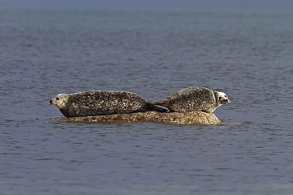 Common Seals resting on rock as the tide goes out - Jura Scotland