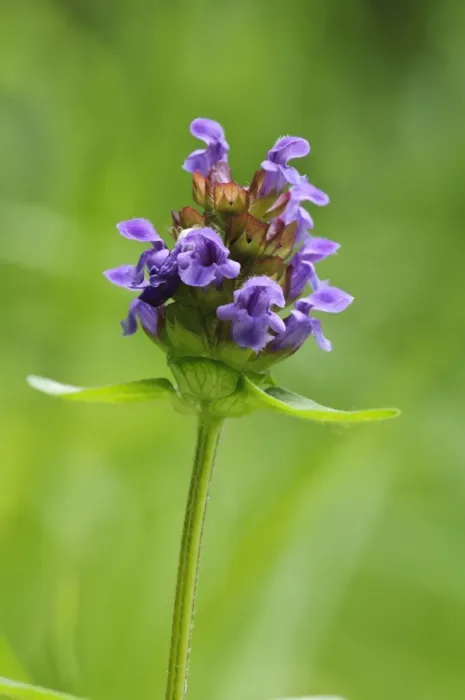 Framed Print : Common Selfheal (Prunella vulgaris) flowering, College Lake Nature Reserve, Hertfordshire, England, June