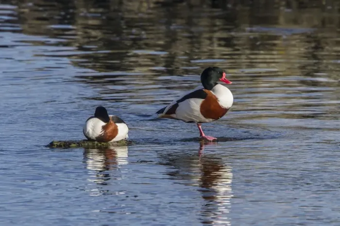 Framed Print : Common Shelduck pair resting