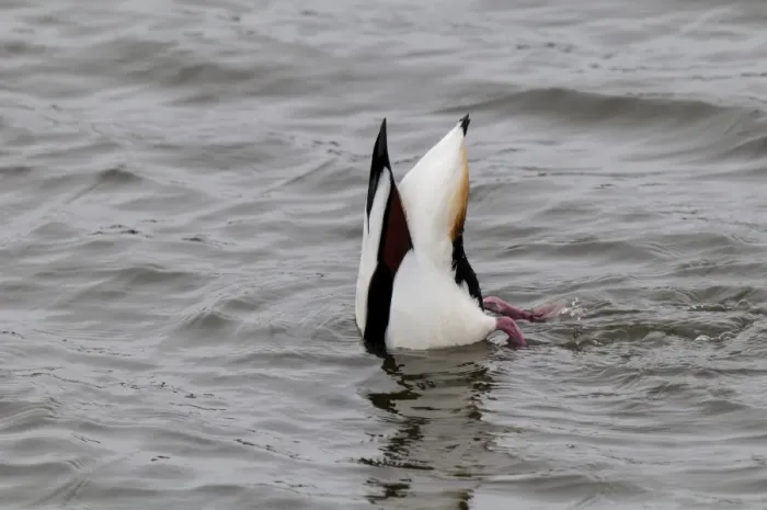 Framed Print : Common Shelduck (Tadorna tadorna) adult, upending and feeding with head submerged under water, Hauxley Nature Reserve Framed Print : Common Shelduck (Tadorna tadorna) adult, upending and feeding with head submerged under water, Hauxley Nature Reserve