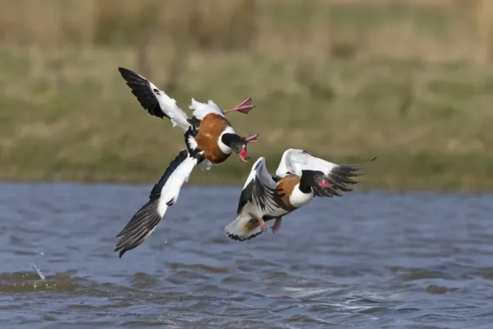 Framed Print : Common Shelduck (Tadorna tadorna) two adult females, in flight, aggressively chasing rival over water, Suffolk Framed Print : Common Shelduck (Tadorna tadorna) two adult females, in flight, aggressively chasing rival over water, Suffolk