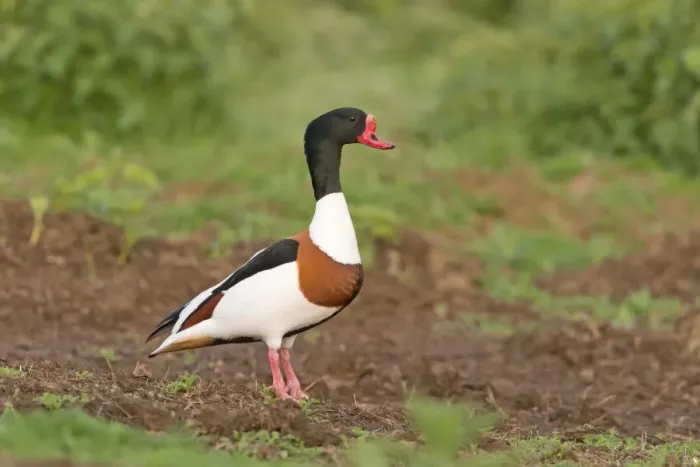 Framed Print : Common Shelduck (Tadorna tadorna) adult male, standing on soil in grassland, suitable habitat for nest burrow, Suffolk Framed Print : Common Shelduck (Tadorna tadorna) adult male, standing on soil in grassland, suitable habitat for nest burrow, Suffolk