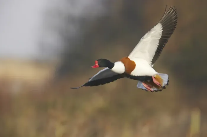 Framed Print : Common Shelduck (Tadorna tadorna) adult male, in flight, Severn Valley, Gloucestershire, England, winter Framed Print : Common Shelduck (Tadorna tadorna) adult male, in flight, Severn Valley, Gloucestershire, England, winter