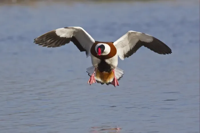 Framed Print : Common Shelduck (Tadorna tadorna) adult male, in flight, landing on water, Slimbridge, Gloucestershire, England, february Framed Print : Common Shelduck (Tadorna tadorna) adult male, in flight, landing on water, Slimbridge, Gloucestershire, England, february