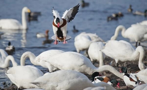 Common Shelduck (Tadorna tadorna) adult male, in flight, trying to land at feeding site dominated by Whooper Swan