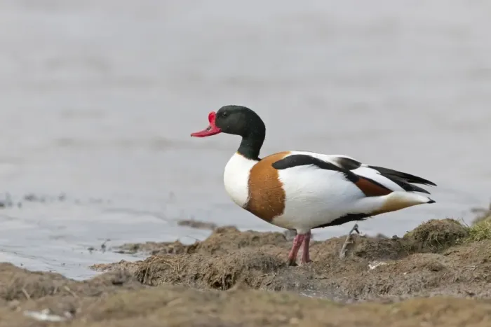 Framed Print : Common Shelduck (Tadorna tadorna) adult male, standing on mud at edge of water, Suffolk, England, April Framed Print : Common Shelduck (Tadorna tadorna) adult male, standing on mud at edge of water, Suffolk, England, April