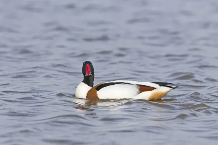 Framed Print : Common Shelduck (Tadorna tadorna) adult male, swimming, Suffolk, England, April Framed Print : Common Shelduck (Tadorna tadorna) adult male, swimming, Suffolk, England, April