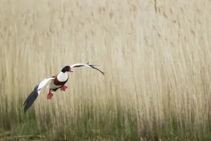 Framed Print : Common Shelduck (Tadorna tadorna) adult male, in flight over reedbed, Guernsey, Channel Islands, May