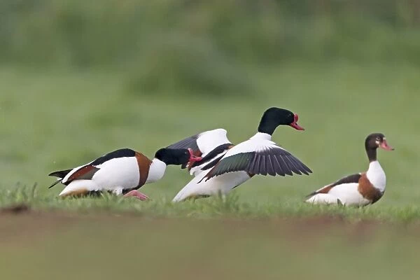 Common Shelduck (Tadorna tadorna) two adult males, attacking rival, with female in background, Suffolk, England, April